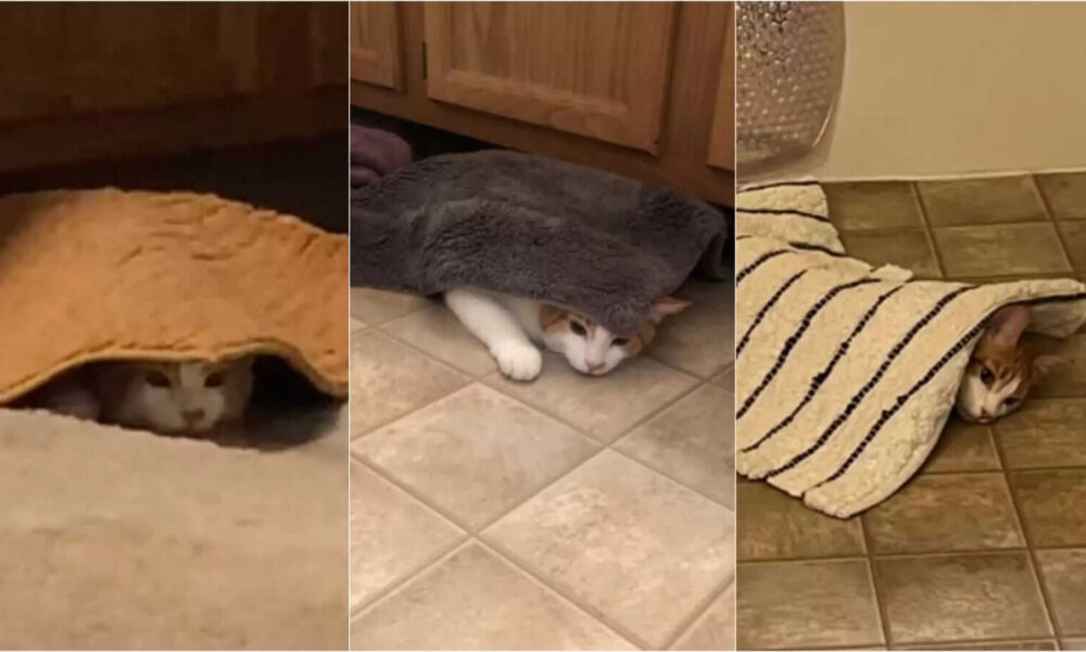 Gato debaixo de tapete