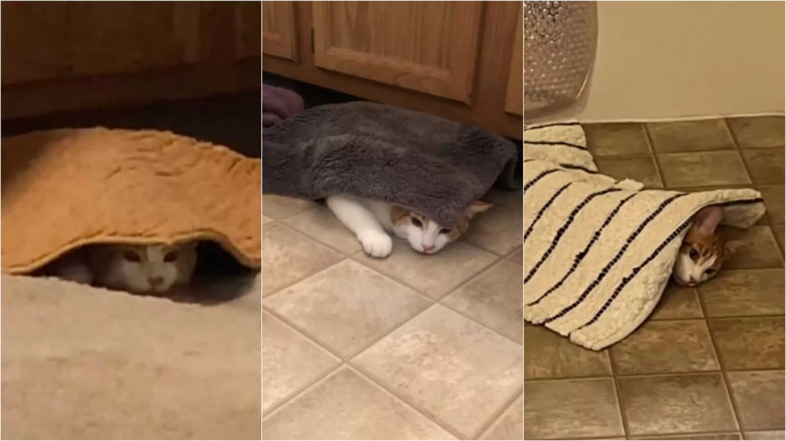 Gato debaixo de tapete