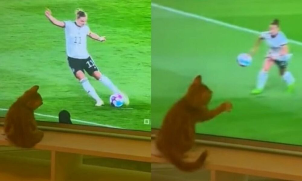 Gato defendendo gol pela tv