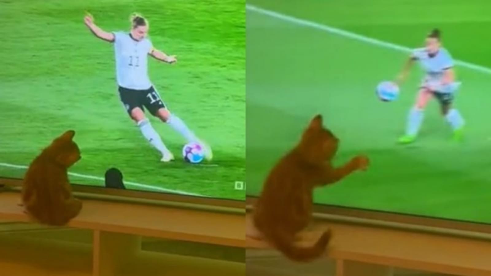 Gato defendendo gol pela tv