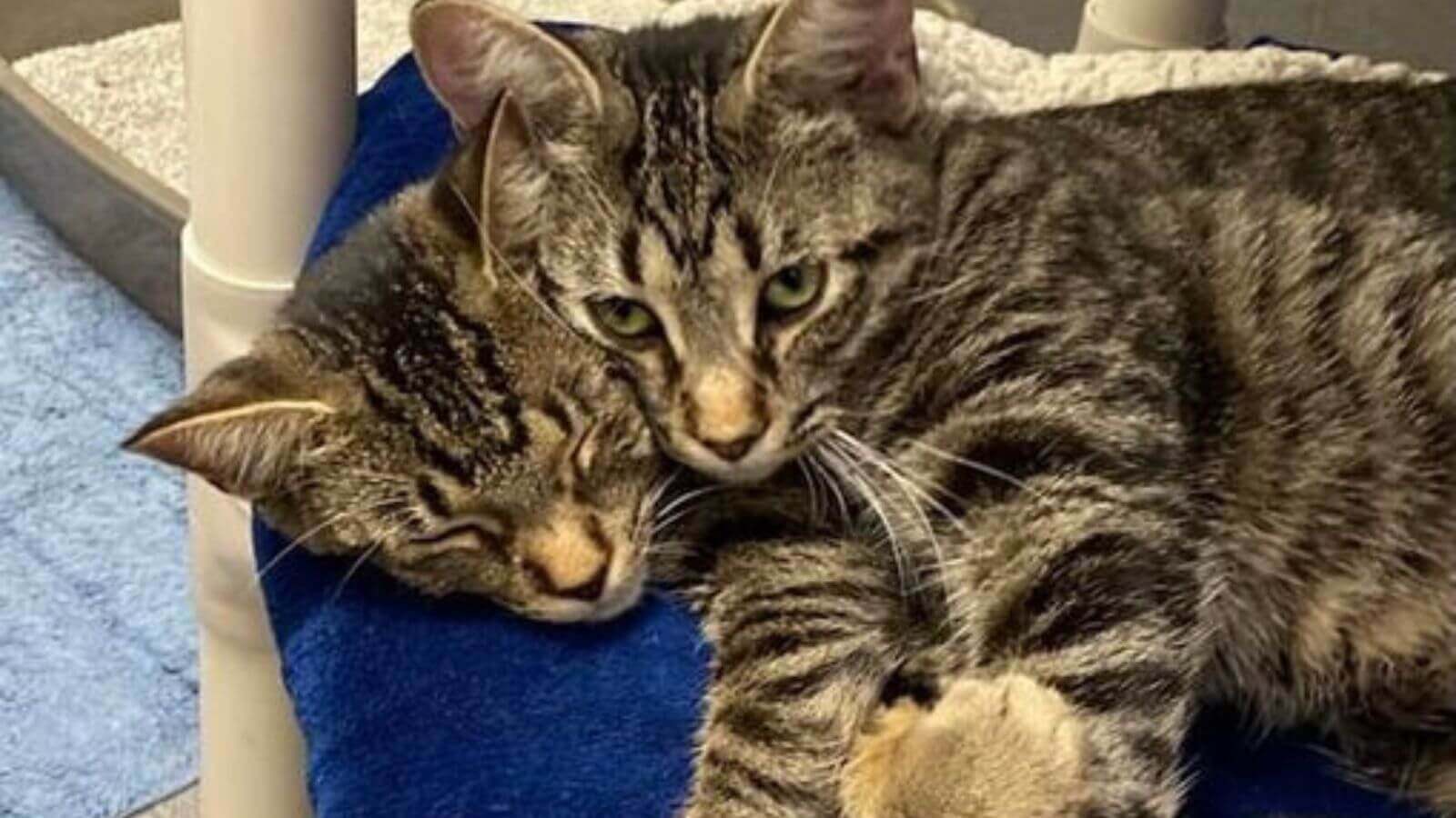 Gatos deitados juntos, "gato de duas cabeças"