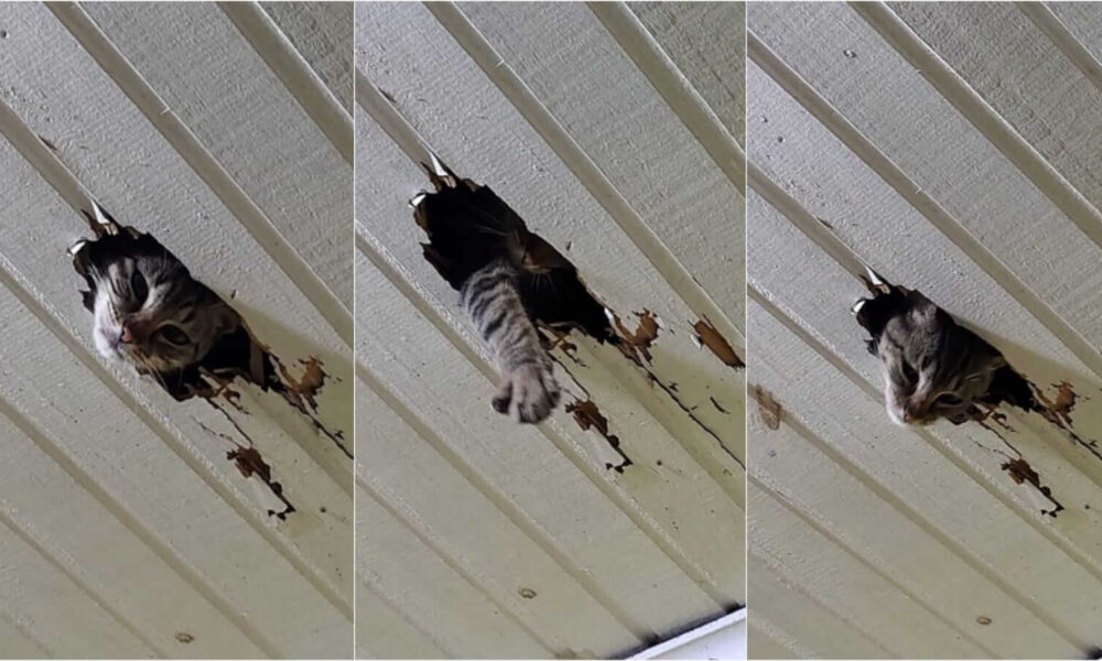 Gato quebra telhado