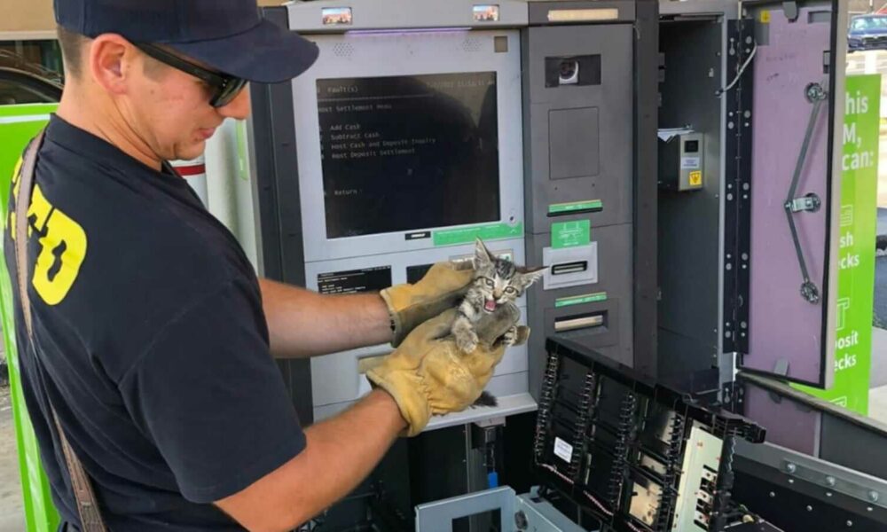 Homem resgatando gato preso em caixa eletrônico