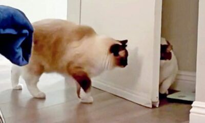 Gatos se assustando atrás da porta