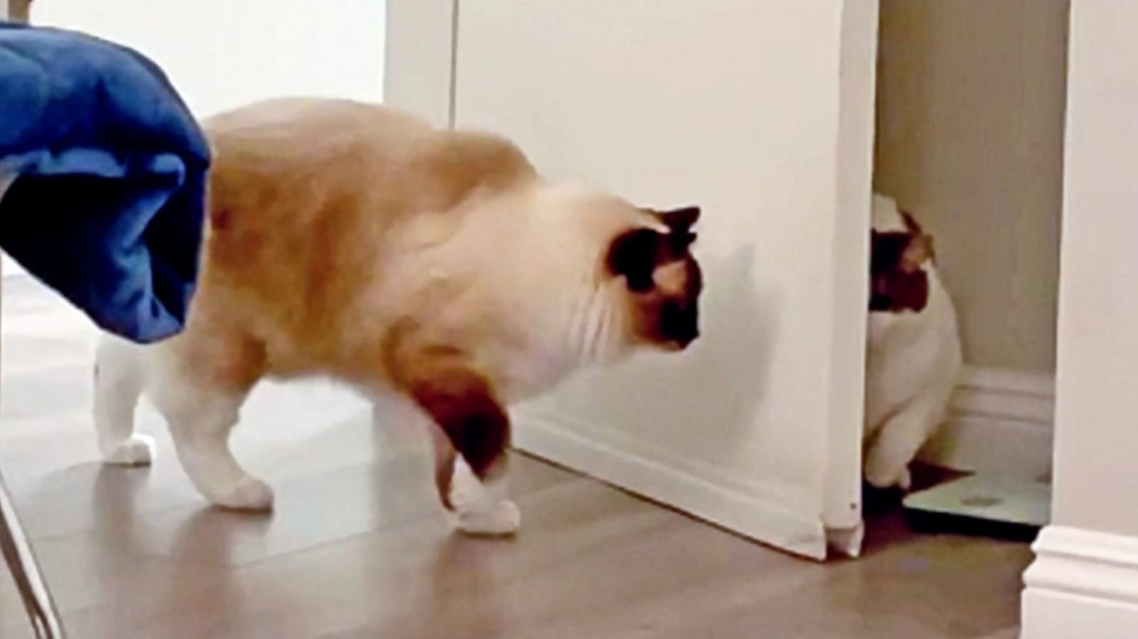 Gatos se assustando atrás da porta