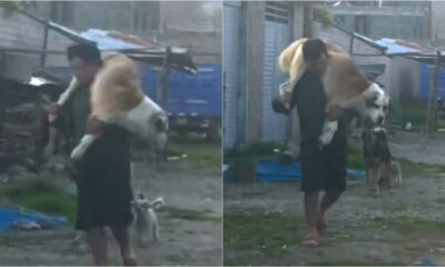 Homem carregando cachorro nas costas