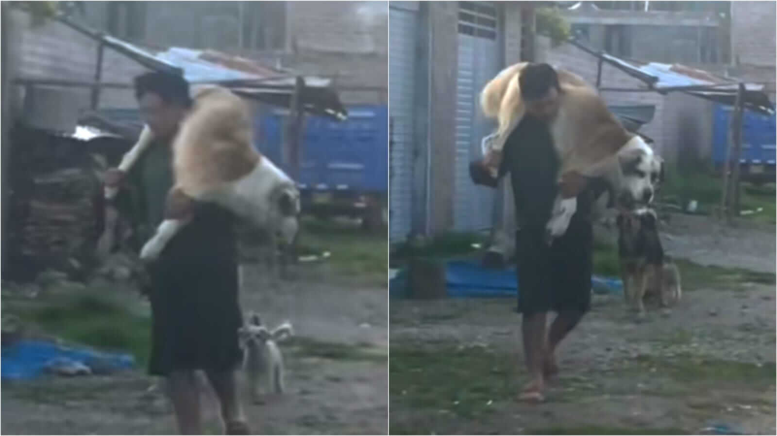 Homem carregando cachorro nas costas