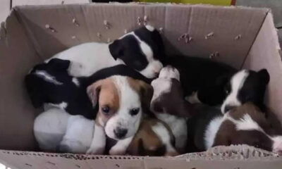 Filhotes de cachorro em caixa