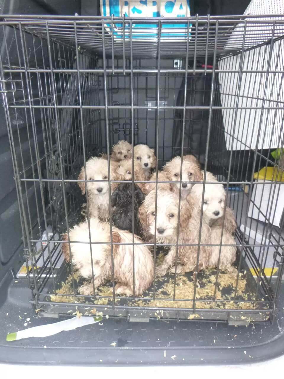 Filhotes de cachorro em gaiola