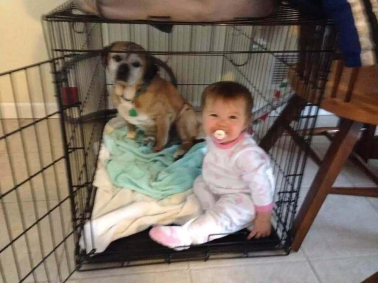 Bebê e cachorro