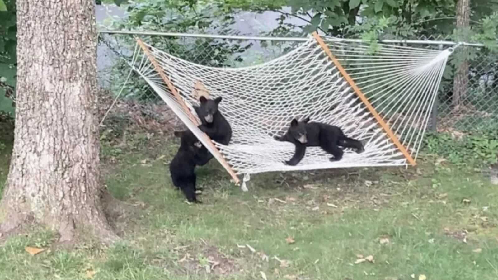 Ursos brincando em rede