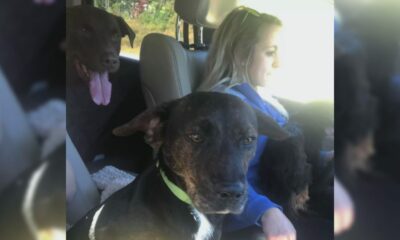 Mulher em carro com três cachorros