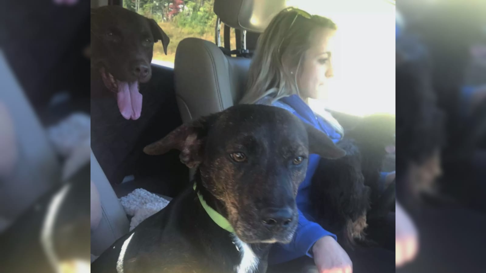 Mulher em carro com três cachorros