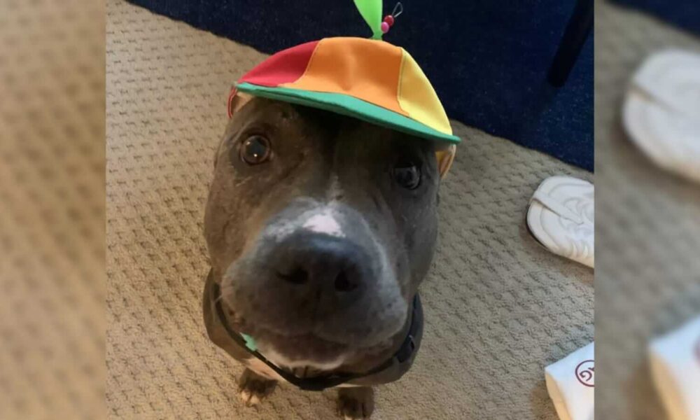 Cachorro pit bull com chapéu