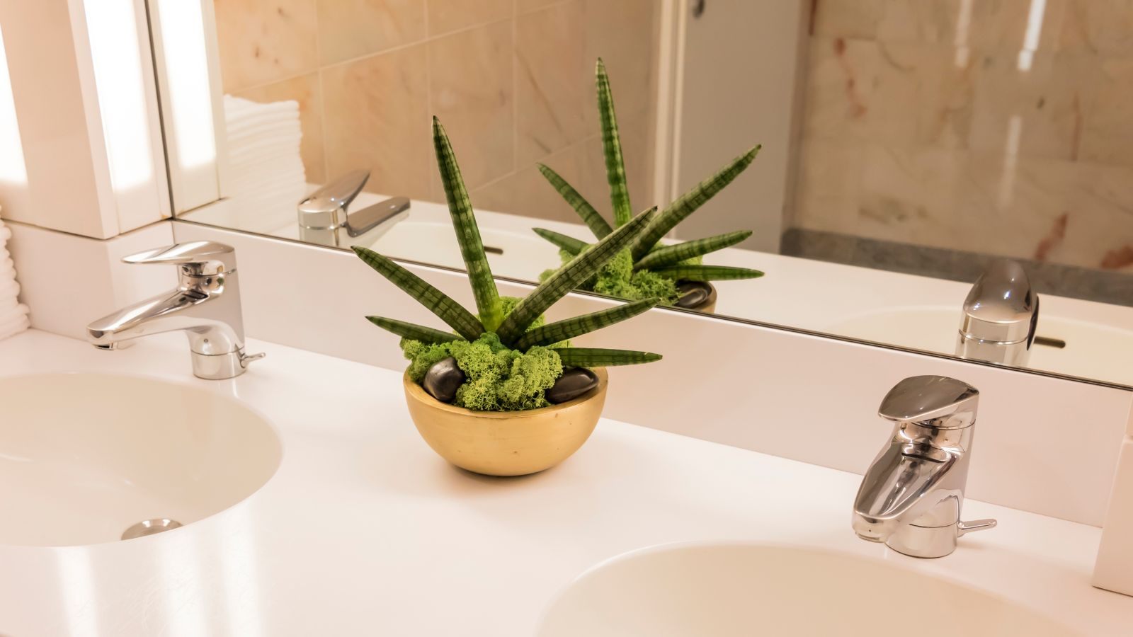 As 7 melhores plantas para colocar na casa-de-banho