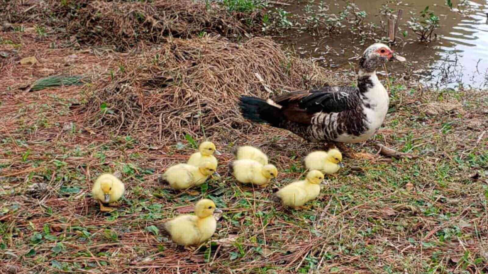 Família de patos em Várzea Paulista