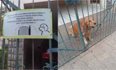 Cachorro com bolinha e placa em portão