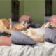 Homem dormindo com cachorro labrador