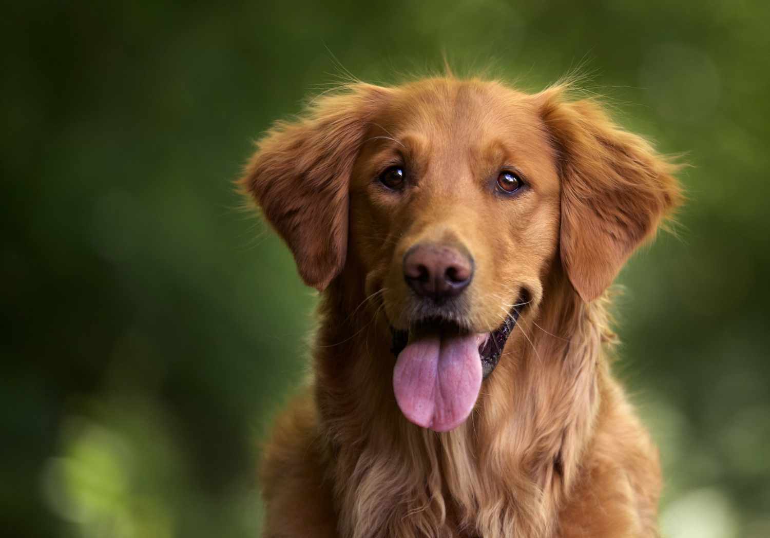 cachorro-golden