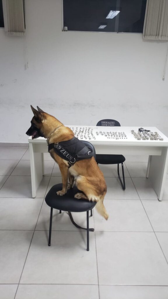 cão Zeus da Guarda Municipal