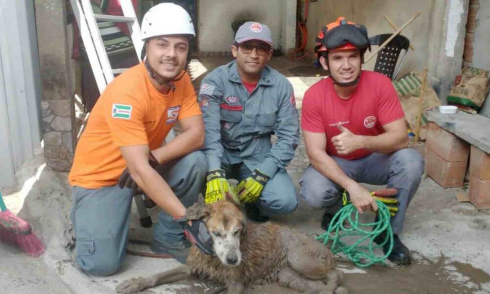 resgate-cachorro-Vila-Real-Várzea-Paulista-compressed