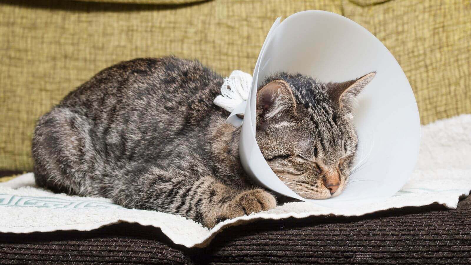 Gato com cone no pescoço