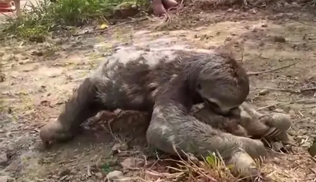 bebê preguiça reencontra mãe após serem separados em incêndio florestal
