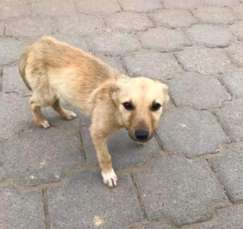 Cachorro abandonado resgatado
