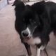 Jacko-cão-cego-é-adotado-capa
