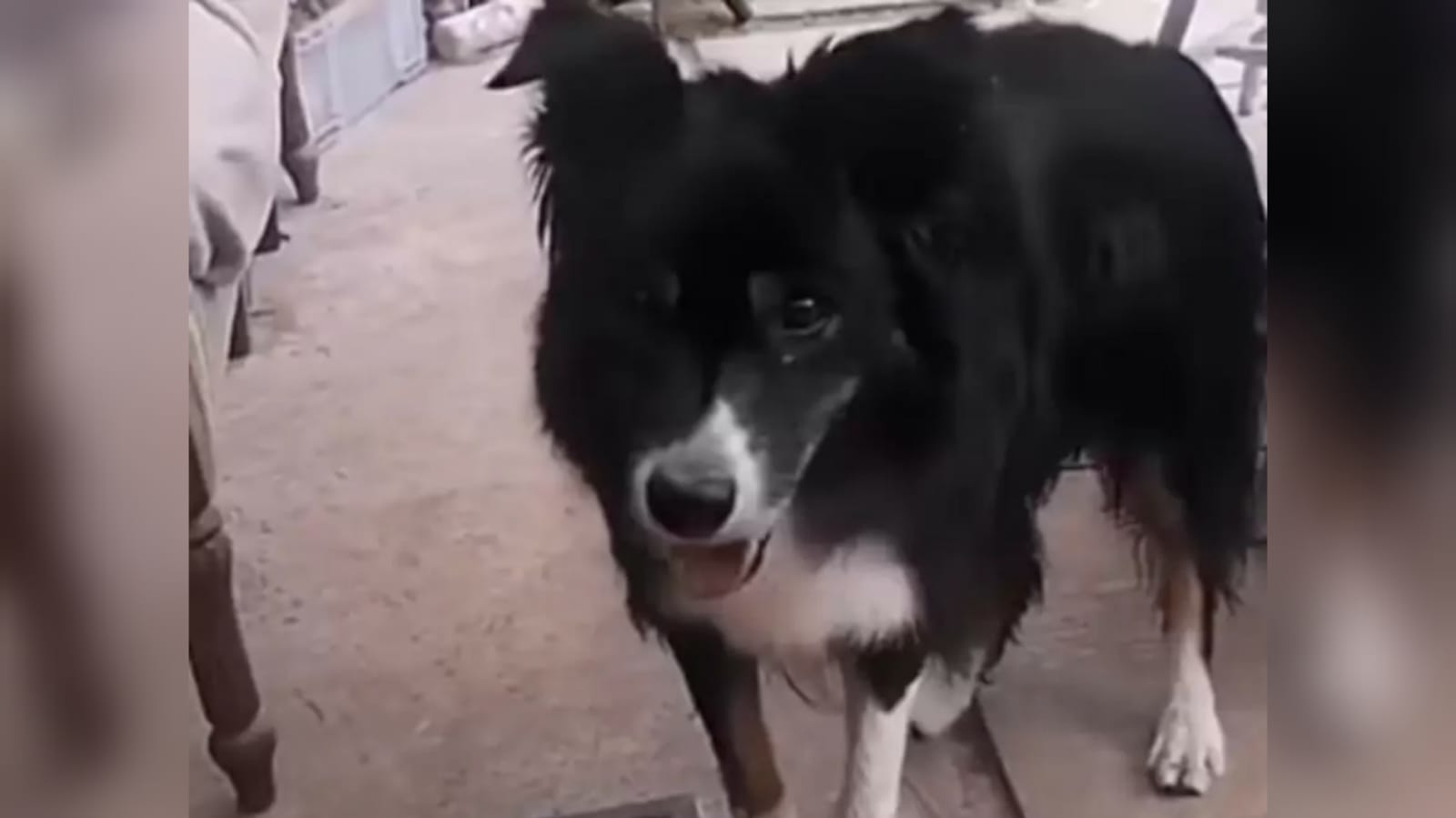 Jacko-cão-cego-é-adotado-capa