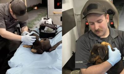 Paramédico resgata cachorro