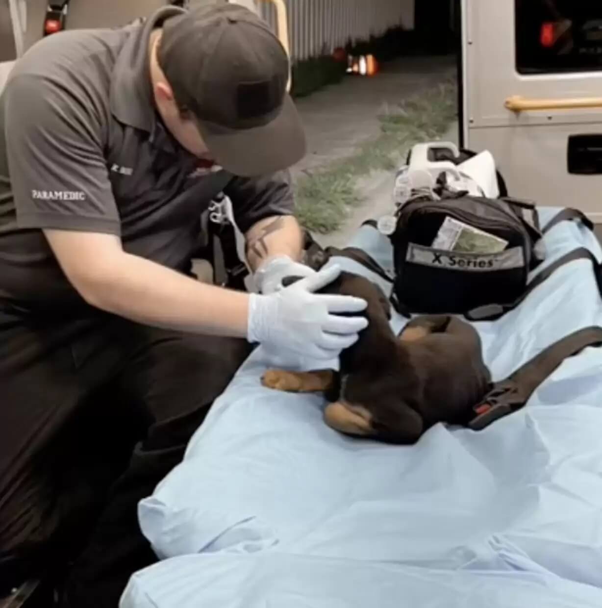Paramédico resgata cachorro
