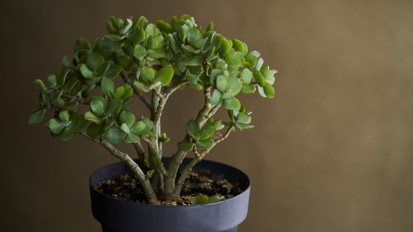 Confira dicas de como cultivar crássula ovata, a planta-jade