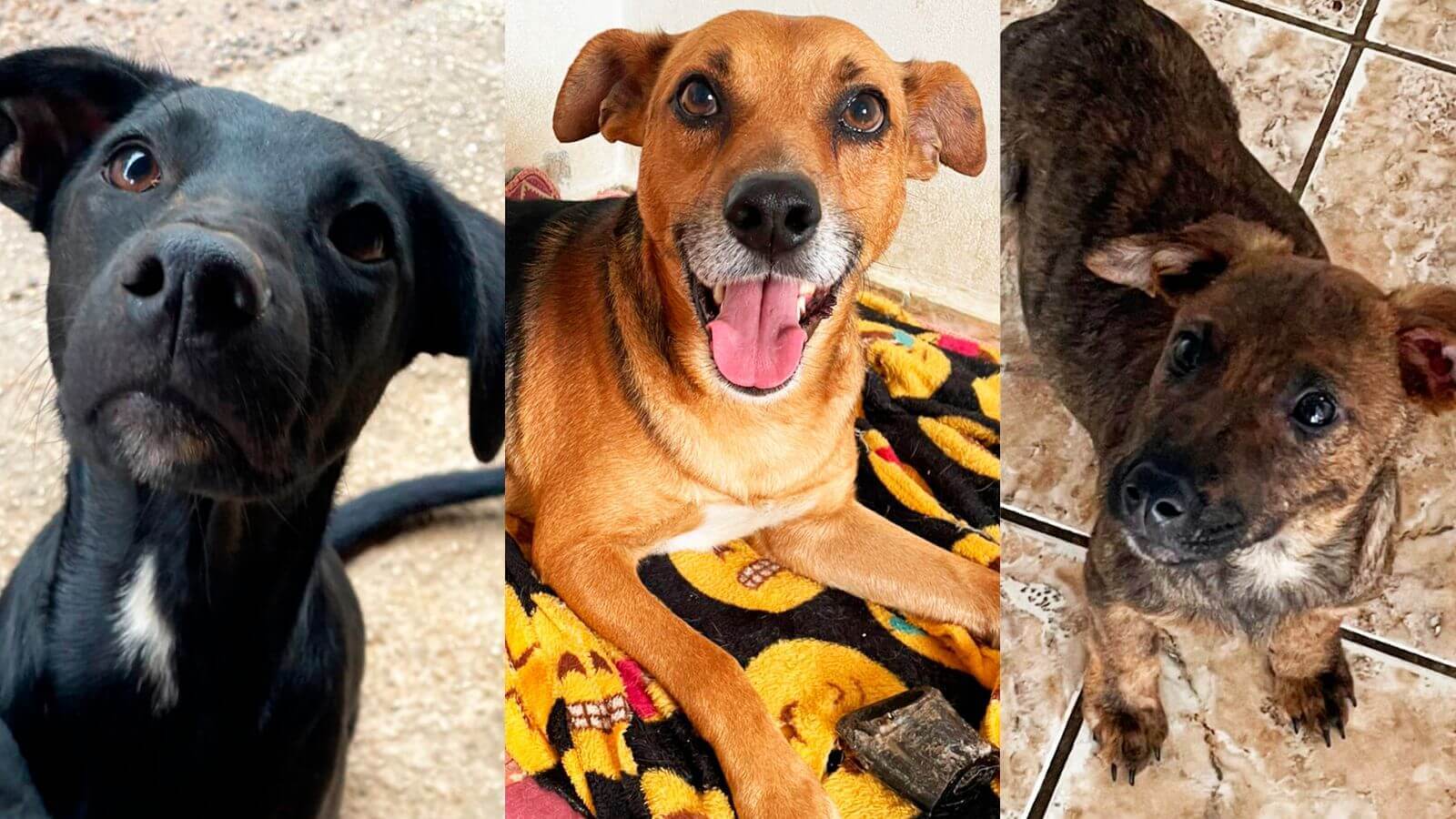 Cachorros de ONG para adoção
