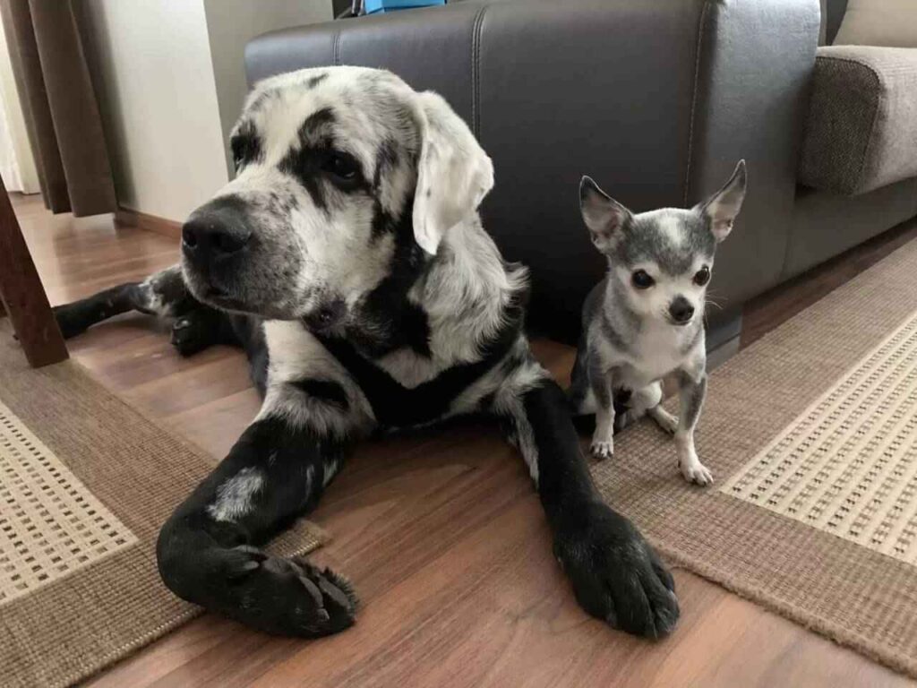 Cachorro com Vitiligo