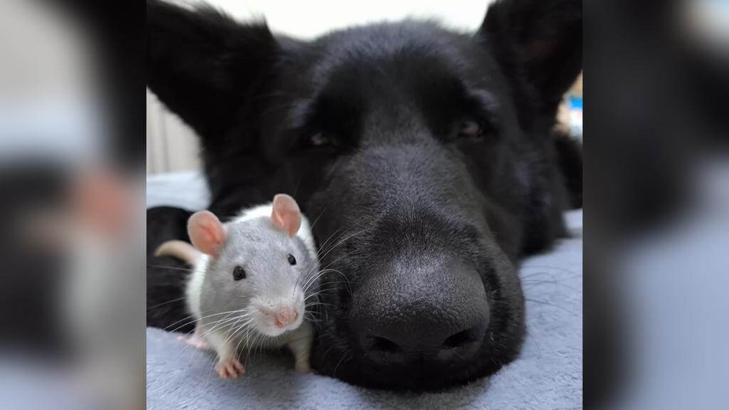 Cachorro é melhor amigo de Rato