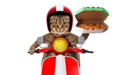 Gato em moto com pizza