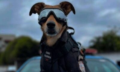 cachorro policial