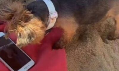 Cachorro assistindo no celular na praia