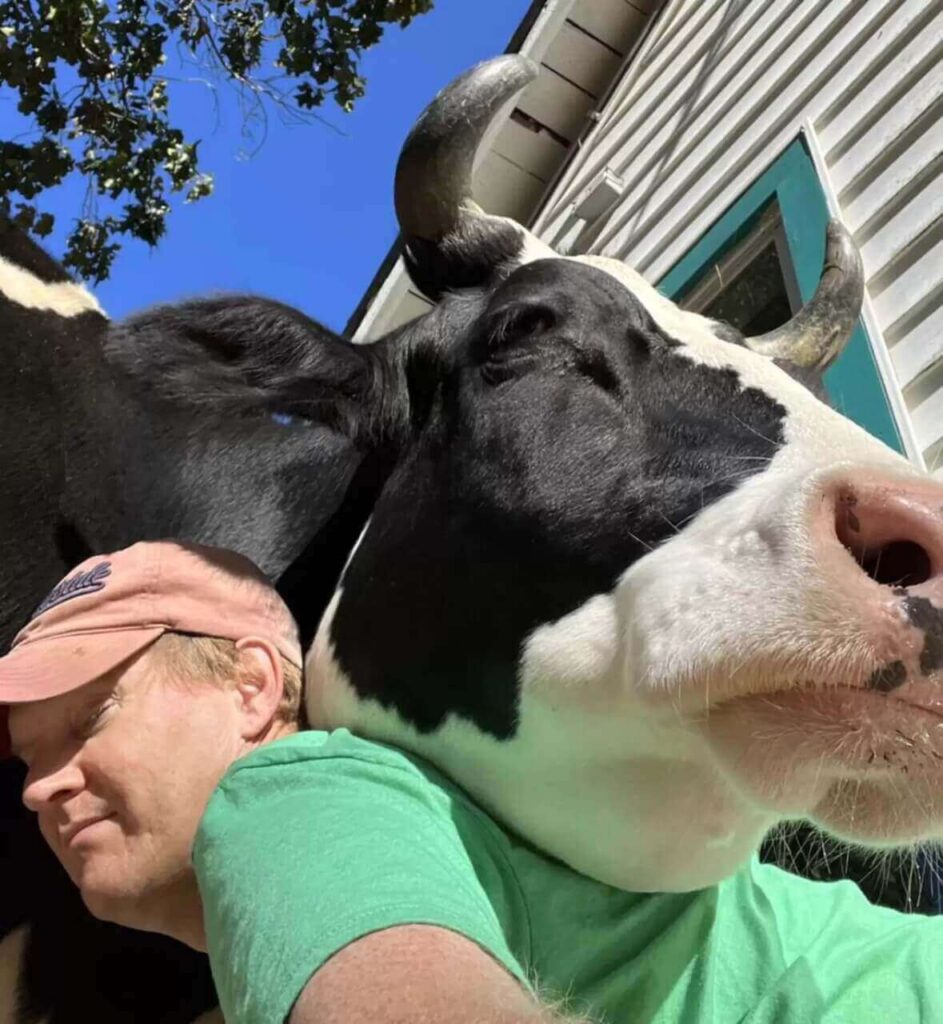 Homem com vaca