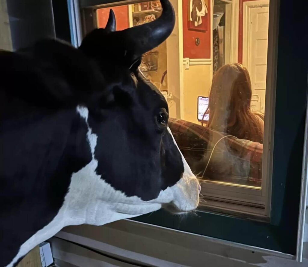 Vaca pela janela