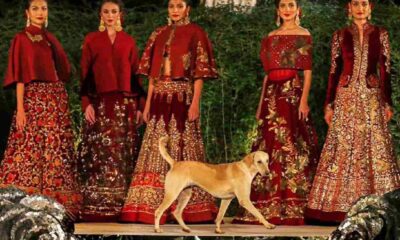 cachorro-invade-desfile-na-Índia-compressed