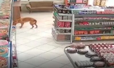Cachorro caramelo invade mercado e leva saco de pão