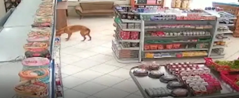 Cachorro caramelo invade mercado e leva saco de pão