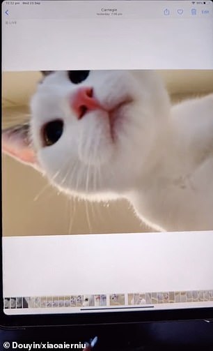 IMPERDÍVEL! OS CÃES & GATOS MAIS FOFOS E ENGRAÇADOS DO TIKTOK