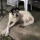 homem-atropela-cão-Zona-Leste-de-São-paulo-compressed
