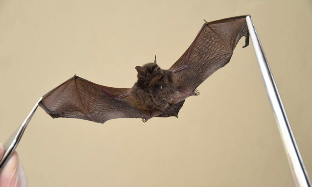 No caso de identificação de um morcego em situações não usuais, a VISAM deve ser contatada