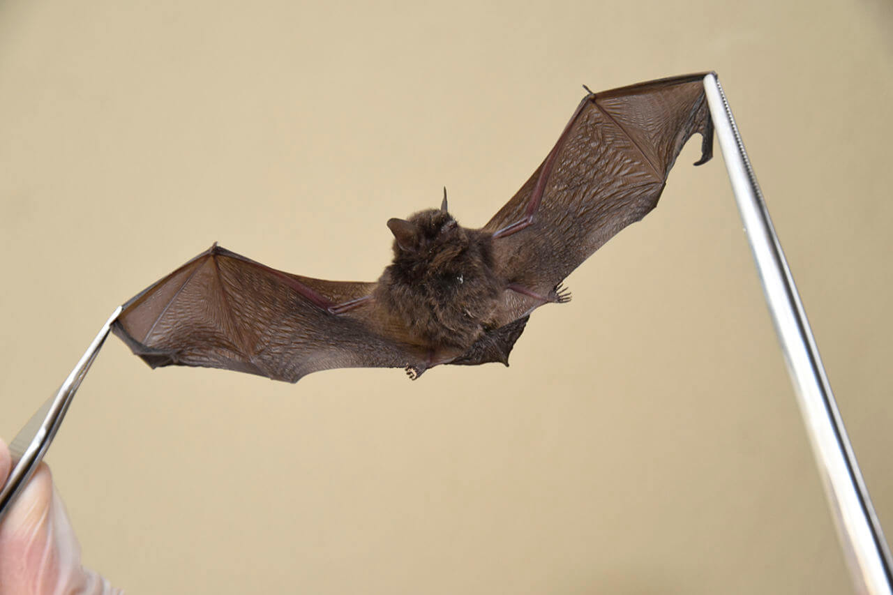 No caso de identificação de um morcego em situações não usuais, a VISAM deve ser contatada