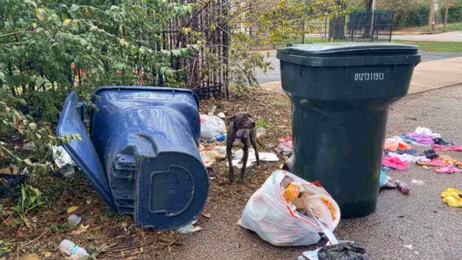 Cachorro no lixo