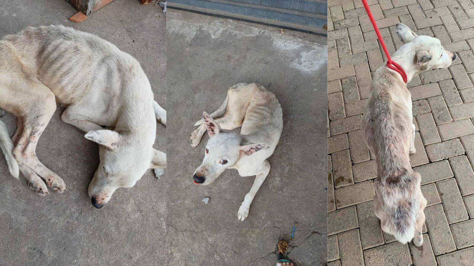 Cachorro magro resgatado